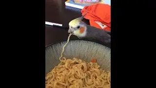 sultan papağanı komik videolar gülme garantili