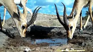 שלושה צבאים (Mountain Gazelle) זכרים שותים מקרוב מצוין - נחל רבה