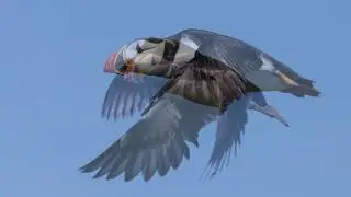 Farne Islands  Photos - July 2017