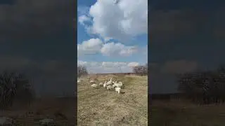 порода МАМУТ