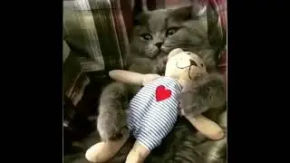 ПОПРОБУЙ ЗАБЕРИ! БЕЗ ИГРУШКИ НЕ ЗАСНЁТ! #short,#смешное видео,#животные,#кот