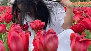Tulips 🌷 Festival Holland Michigan
