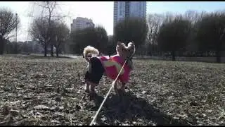 Прогулка по снегу