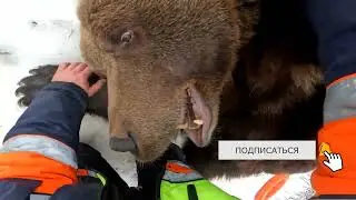 Почесать животик медведю
