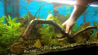 Eheim Aquapro 126L Aquarium - DAY 205/Tree branch