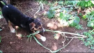 ЭХ Детство, собачье счастье.