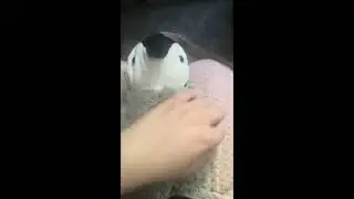 Giving stuffed animals a massage 💆‍♀️