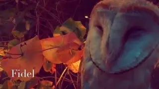 Сова Фидель! Сипуха! Сказочная сова!
