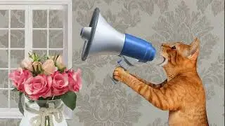 Secretly to the whole world 🤫📢 ➤ Cat Chechnya BloHer