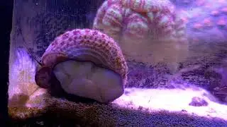 эффективность улитки для очистки стёкол. так себе эффективность.
