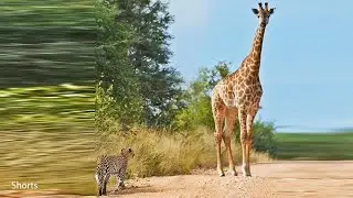 Leopard Bumps Into Giraffe On The Road