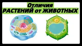 Отличия РАСТЕНИЙ от ЖИВОТНЫХ | ЖИВОТНЫХ клеток от РАСТИТЕЛЬНЫХ | ЕГЭ биология