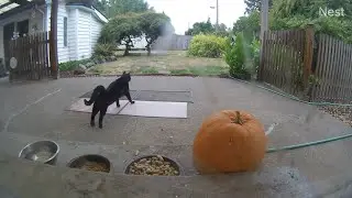 KiKi Panther enjoys the usual morning nibble then saunters off into the yard (mMc 2660)