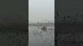 Yamuna Ghat Evening #seagulls