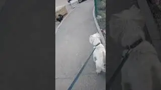 #walking#adog#stig