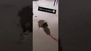 Сугробы и Майло