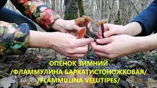 ГРИБЫ КУБАНИ | ГРИБЫ КРАСНОДАРСКОГО КРАЯ
