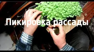Пикировка рассады табака