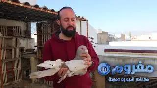 تربية حمام الزينة مع نوفل لمجيد
