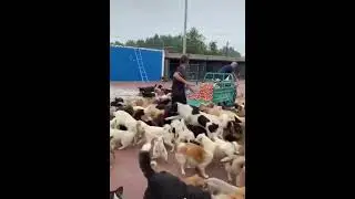 Голодные собаки