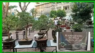 KABBATANG BONSAI SHOW AND EXHIBIT  #184 - December 2 & 3, 2025 @nasugbubatangas 