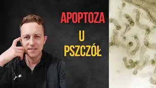 Apoptoza u pszczół - co to jest ?