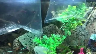 New fish acclimated to 180l community tank