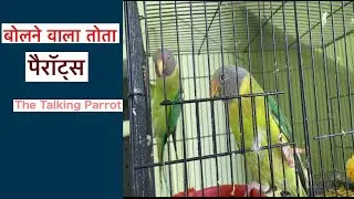 Plum Headed Parrots Speak | Talking Parrot | Bolne Wala Tota | Beautiful Voice | The Talking Parrot