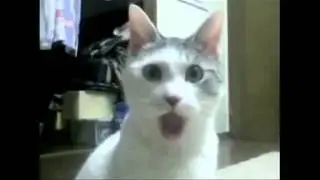 The OMG Cat: Samuel L Jackson