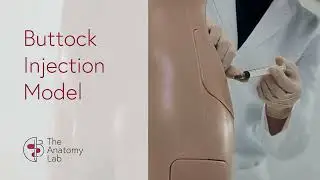 Product Spotlight: The Anatomy Lab Buttock Injection Model