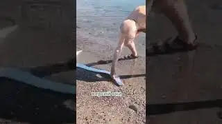 Ужасающее Пророчество Рыбы 