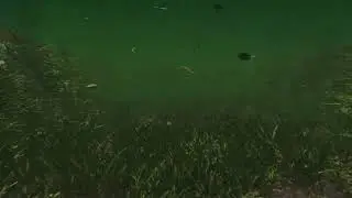 Underwater Scene with Pike Fish - Transition to Live Action Shot