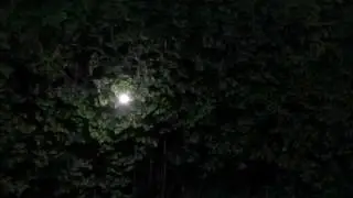 bushes test
