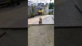 🤣 КУПИЛ У ГРУЗИН СОБАКУ 🤣 