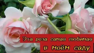 Самая любимая роза в моём саду. Elizabeth Stuart.