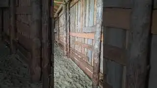Как почистить овчарню от навоза.