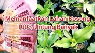 Tanam kencur dalam polybag _ memanfaatkan lahan kosong