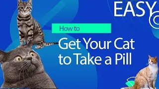 How to Give a Pill to ANY Cat. EASY
