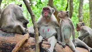 family looking for lice