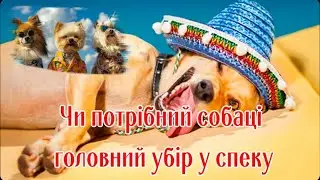 Чи потрібний собаці головний убір у спеку  Does the dog need a hat in the heat?