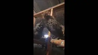 Chicken and turkey update 12/3/2023