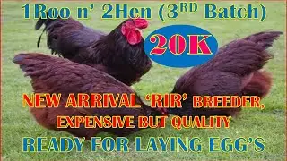 20K 🇵🇭 Rhode Island Red 🇵🇭 'Trio' 1Roo and 2Hen ''3rd Batch'' Expensive but Quality for Breeding