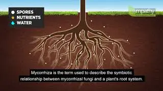 Mycorrhizal Fungi Animation
