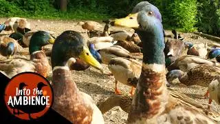 Duck Feeding Frenzy - Feeding Ducks Geese Swans Signets - Nature Relaxation Video
