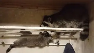 еноты Масяня и Хрюндель в шкафу