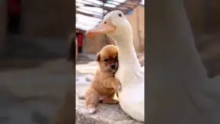 The friendship and love of the duck and the little puppy 😍😍😍