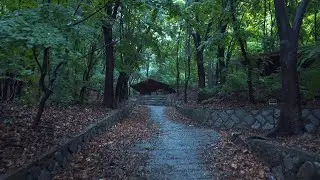 빗소리 ASMR. 차분하게 비가 내리는 녹음이 우거진 깊은 숲속에서 마음의 안정을 취합니다. 수면유도