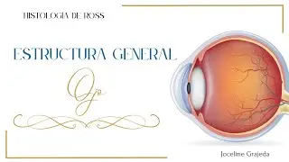 Estructura general del ojo | Túnicas del ojo | Histología de Ross