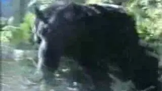 Drunken Bear on Fermenting Apples