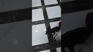 Когда собака сходит с ума))))